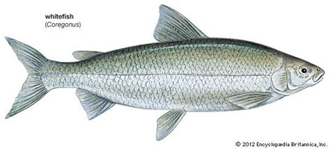 Types of Whitefish Species (ID + Pics) .